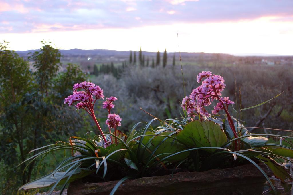 Bed and Breakfast Bella Di Ceciliano Ареццо Экстерьер фото